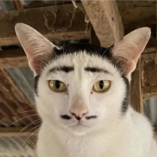 oui