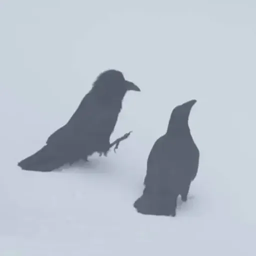 RAVENS