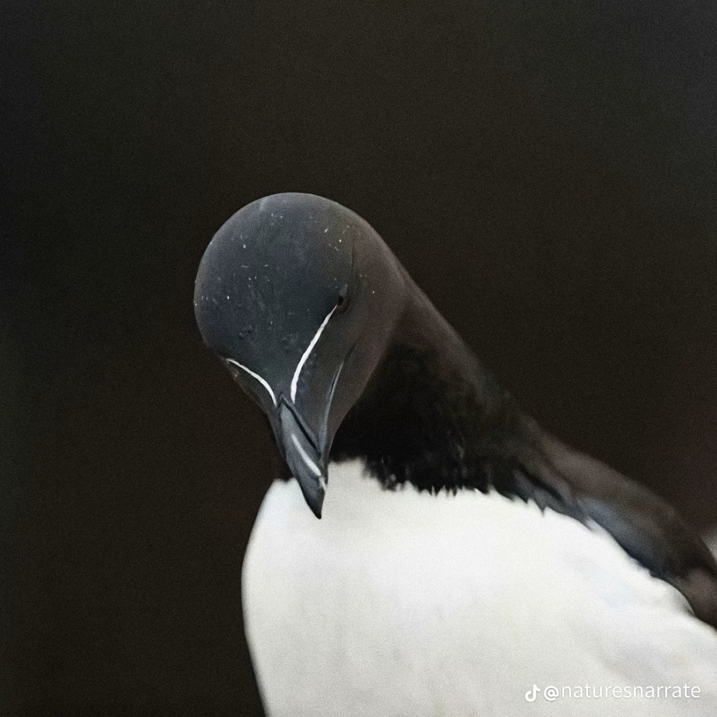 RAZORBILL