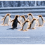 7PENGUINS
