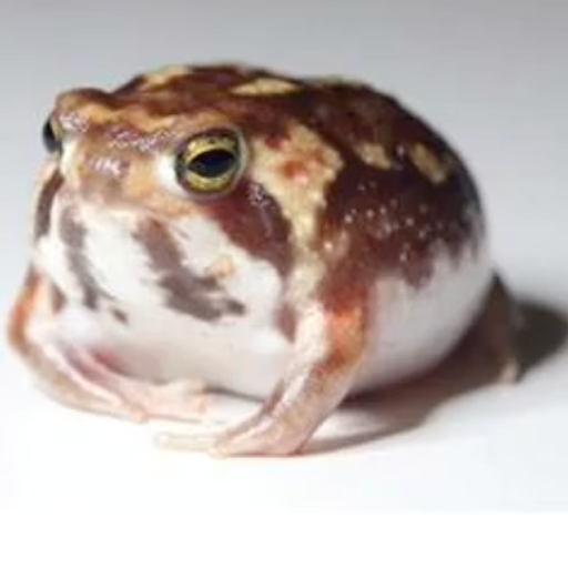 rainfrog