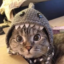 SharkCat