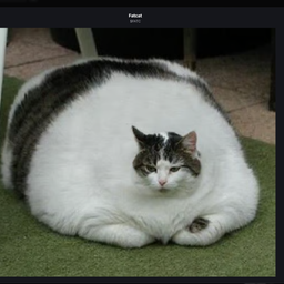 FATCAT