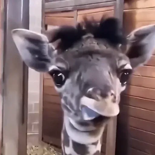 BAMBAM