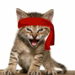 KITTY