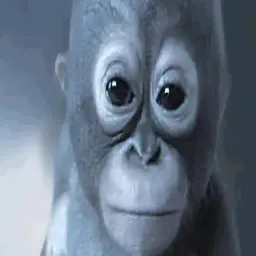 Budi
