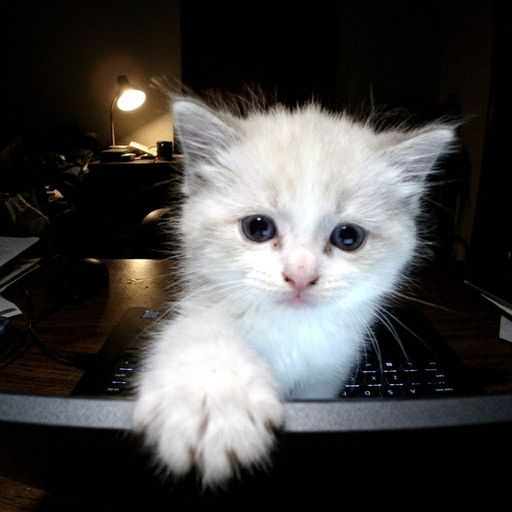 CatGPT