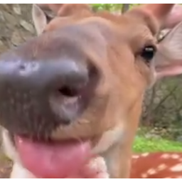 blep