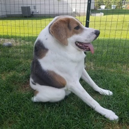 Cooper
