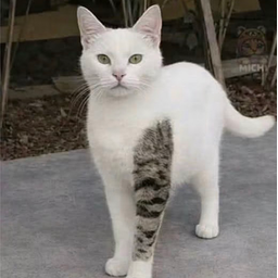 TatKat