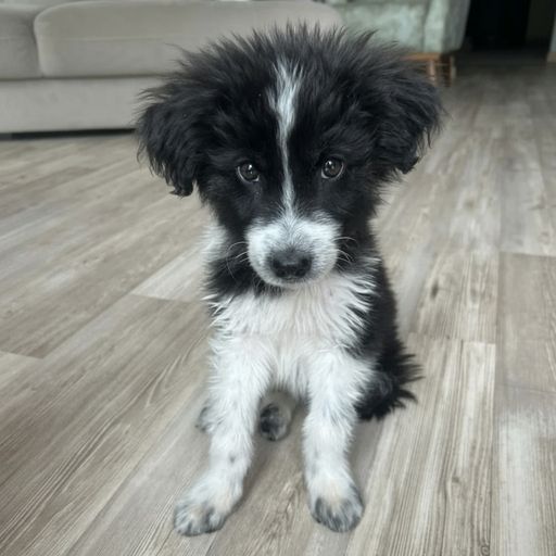 SCRUFFY
