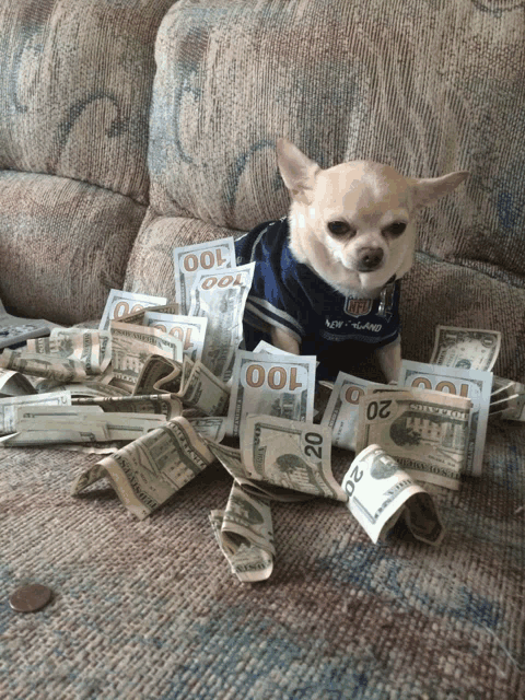 cashdog