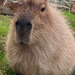 RUPERT