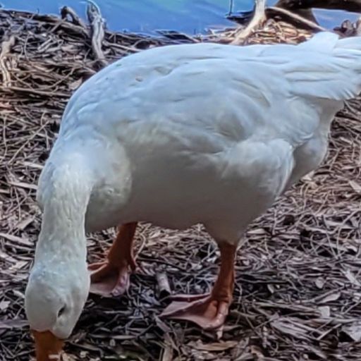 DUCK