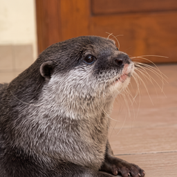 Ottermoka
