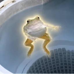 Froggy