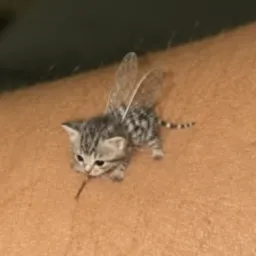 MEOWSQUITO