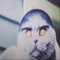 FOLKCAT