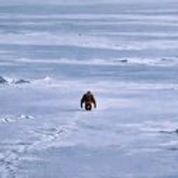 OrangUtan