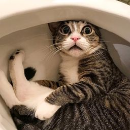 FLUSH