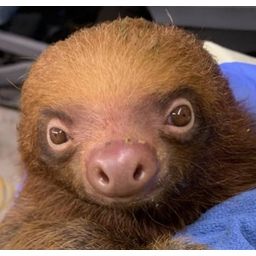 SLOTHS