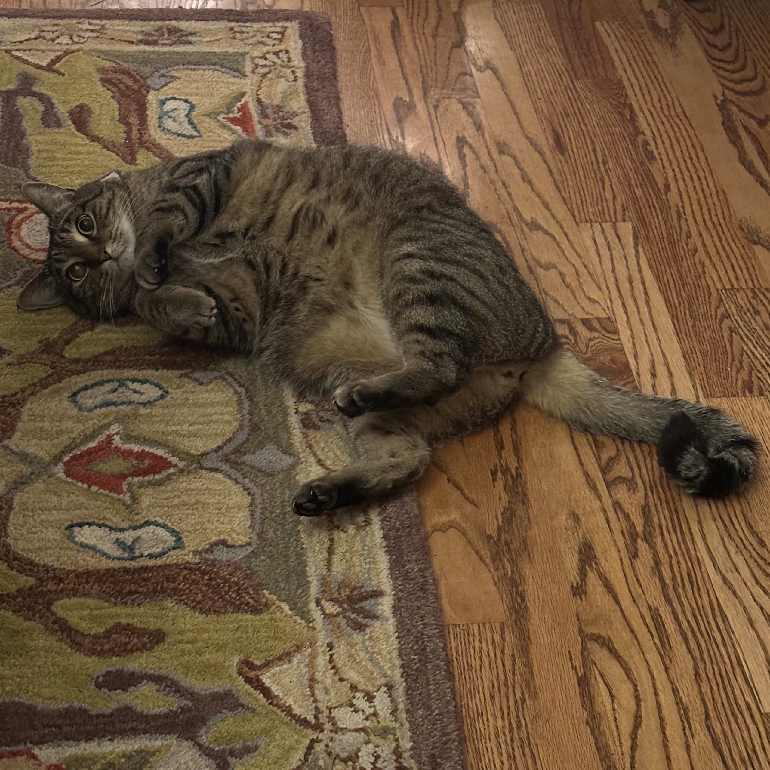 MRKATZ