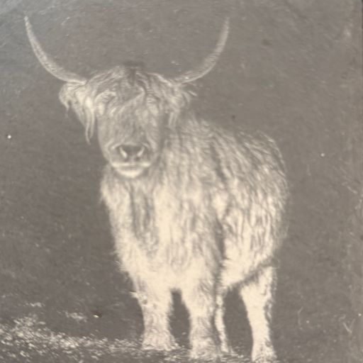 Moo