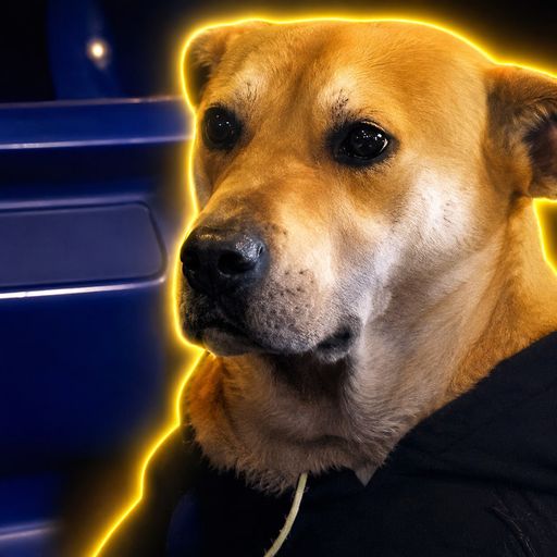 DREAMDOG