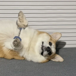 SUGAR