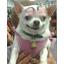 BIBODOG