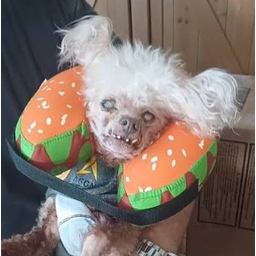 Leida