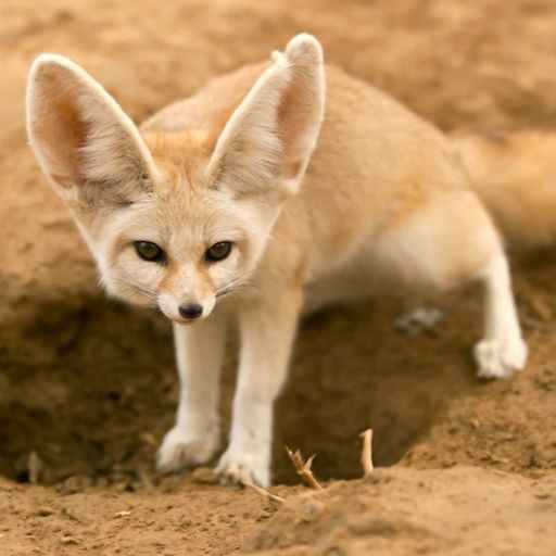 DFOX