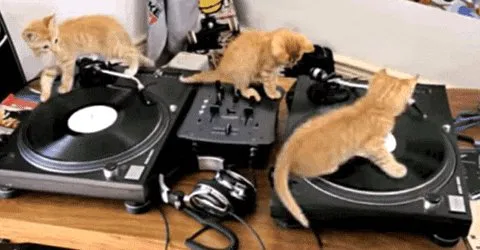 djcat