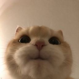 Meow