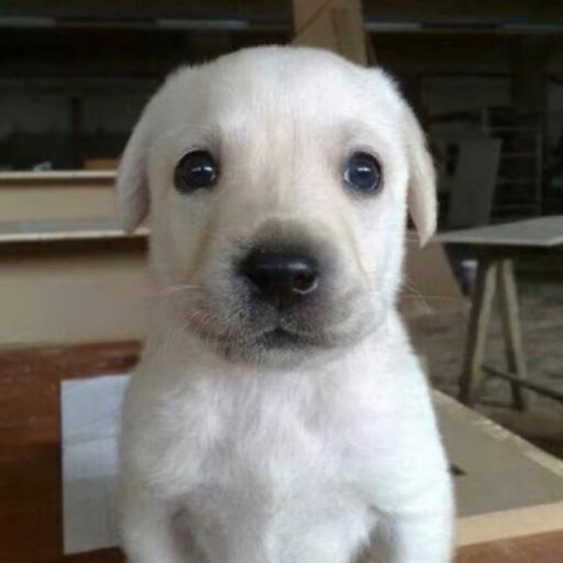 DOGE