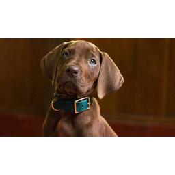 scooby