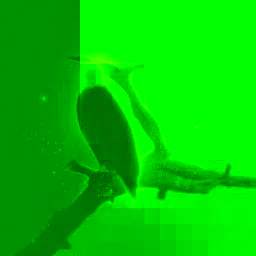 Eagle