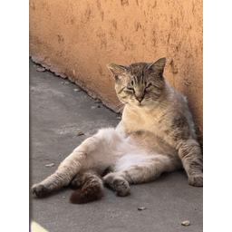 chillcat