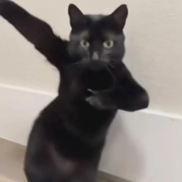 AIANIMAL