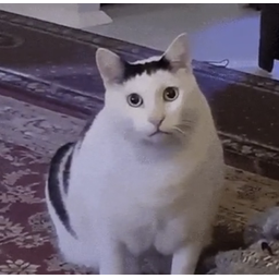 HUHCAT