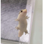 GECKY