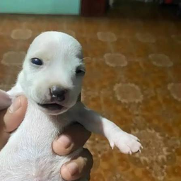 Perro
