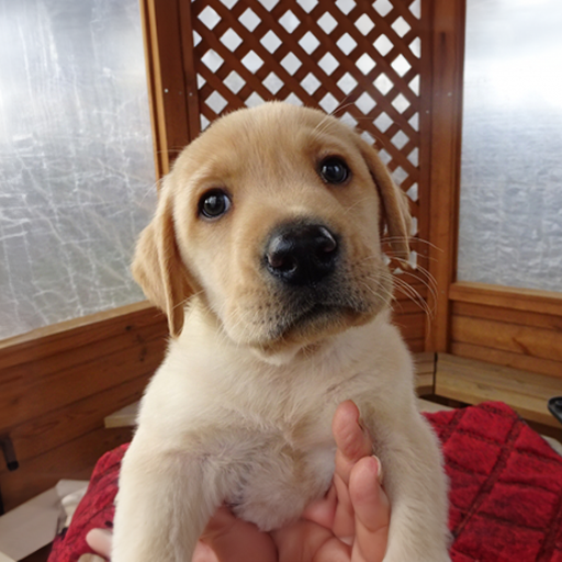 sam