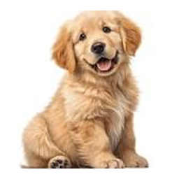 DOGO