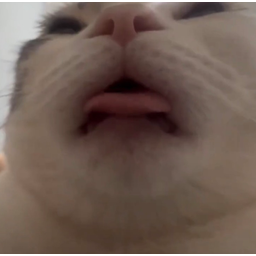 Licking