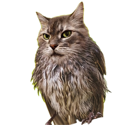 WTFCAT