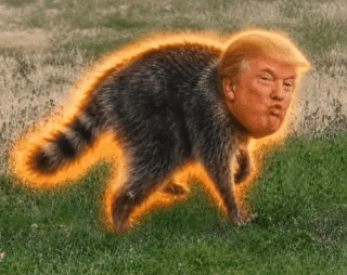 OrangeMoth