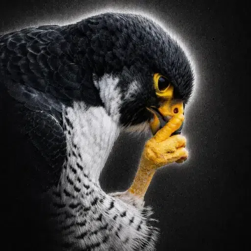 Shushbird