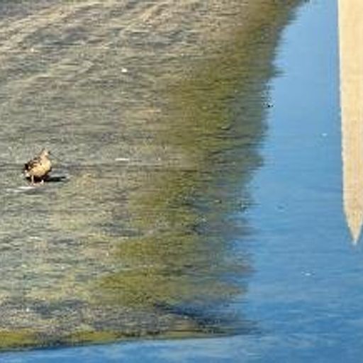 Duck