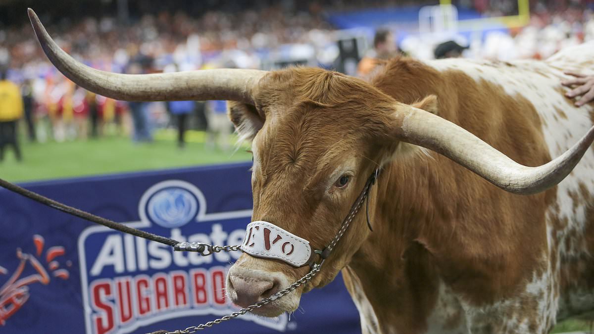 BEVO